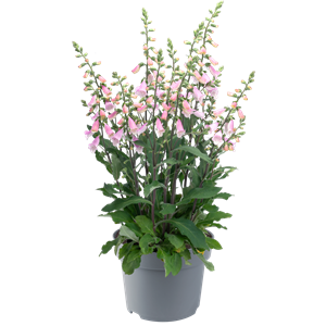 Bild von EJ Digitalis P19 Pink